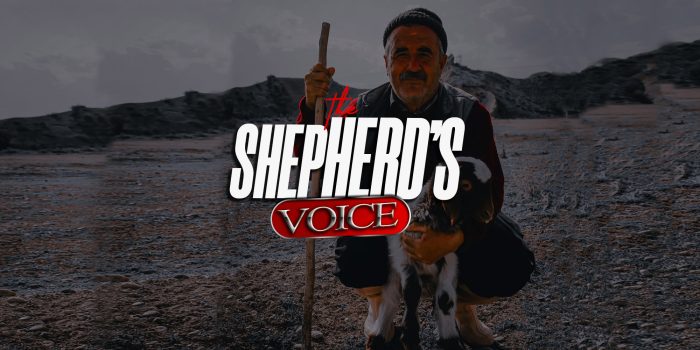 shepherd